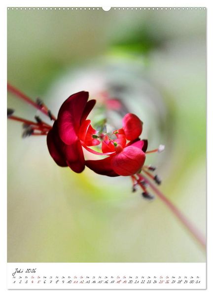 Produktbild: Durchschnittlich - Verzauberte Flora (Wandkalender 2026 DIN A2 hoch), CALVENDO Monatskalender