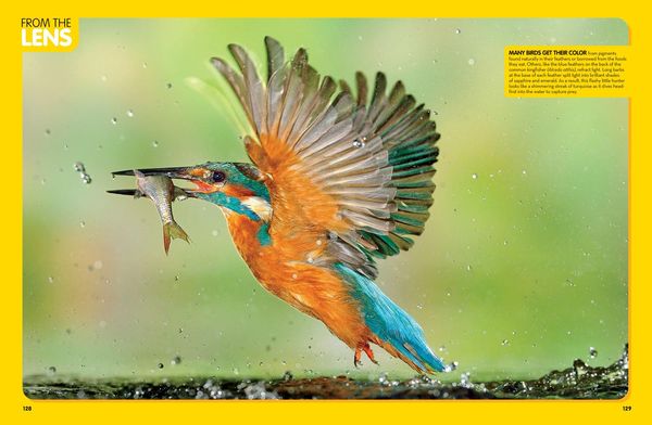 Produktbild: National Geographic Kids Animal Encyclopedia, 2nd Edition