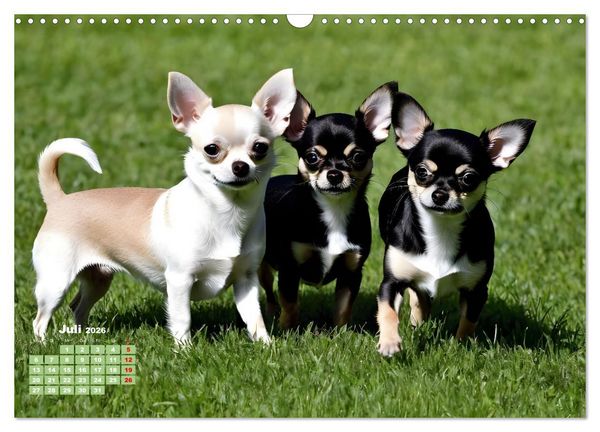 Produktbild: Chihuahua - der mutige Winzling (Wandkalender 2026 DIN A3 quer), CALVENDO Monatskalender