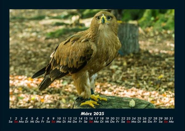 Produktbild: V&ouml;gel 2025 Fotokalender DIN A4