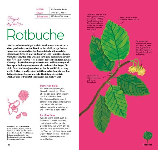 Produktbild: Magie der B&auml;ume
