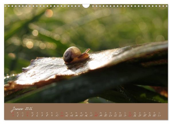 Produktbild: Schneckchen (Wandkalender 2026 DIN A3 quer), CALVENDO Monatskalender