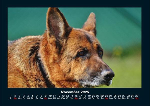 Produktbild: Tierkalender 2025 Fotokalender DIN A4