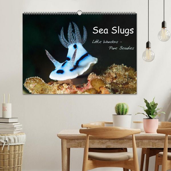Produktbild: Sea Slugs - Little Wonders - Pure Beauties (Wall Calendar 2027 DIN A2 landscape), CALVENDO 12 Month Wall Calendar