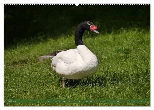 Produktbild: Weltvogelpark Walsrode - Die Vielfalt der Vogelarten (Wandkalender 2026 DIN A2 quer), CALVENDO Monatskalender
