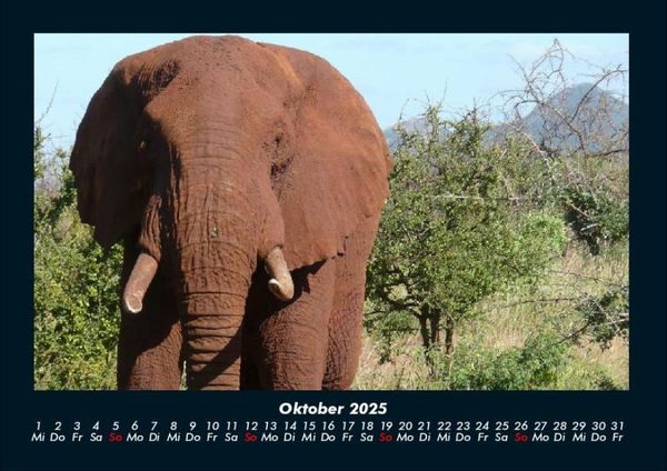 Produktbild: Elefanten - Die sanften Riesen Afrikas 2025 Fotokalender DIN A4