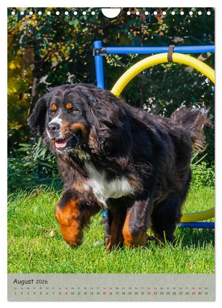 Produktbild: Berner Sennenhund - Ein Hund f&uuml;r alle F&auml;lle (Wandkalender 2026 DIN A4 hoch), CALVENDO Monatskalender