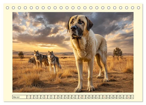 Produktbild: Kangal - Besch&uuml;tzer der Herde. Starke, selbstst&auml;ndige und furchtlose Hunde (Tischkalender 2027 DIN A5 quer), CALVENDO Monatskalender