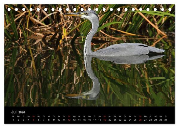 Produktbild: Aus dem Leben der Graureiher (Tischkalender 2026 DIN A5 quer), CALVENDO Monatskalender