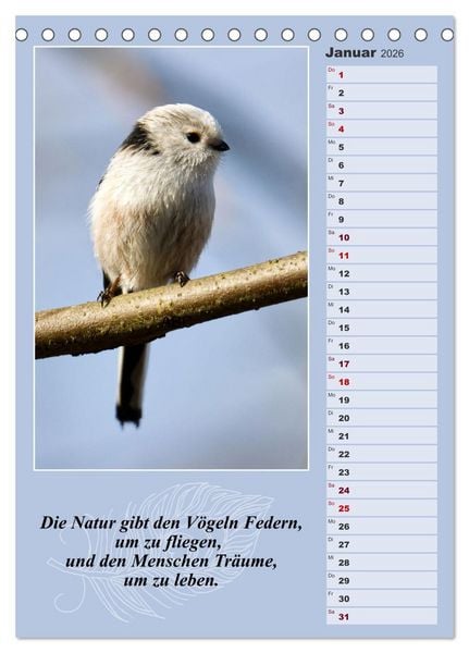 Produktbild: Schwanzmeisen, die niedlichen kleinen Pfannenstielchen (Tischkalender 2026 DIN A5 hoch), CALVENDO Monatskalender