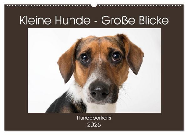 Produktbild: Kleine Hunde - Gro&szlig;e Blicke (Wandkalender 2026 DIN A2 quer), CALVENDO Monatskalender