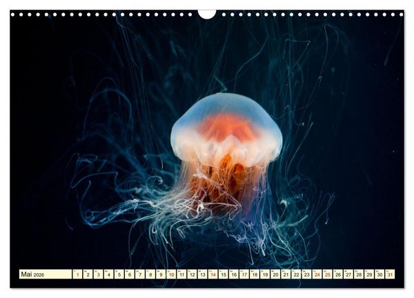 Produktbild: Farbenfrohes Leben im Korallenriff (Wandkalender 2026 DIN A3 quer), CALVENDO Monatskalender