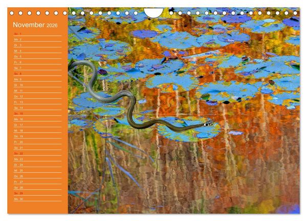 Produktbild: Wir sind die Stars am Wasser (Wandkalender 2026 DIN A4 quer), CALVENDO Monatskalender