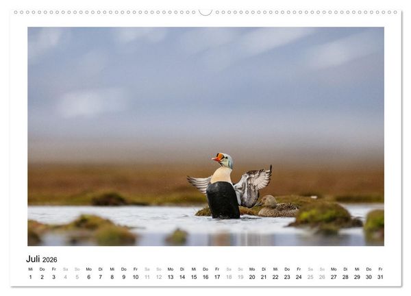 Produktbild: Fauna arctica (Wandkalender 2026 DIN A2 quer), CALVENDO Monatskalender