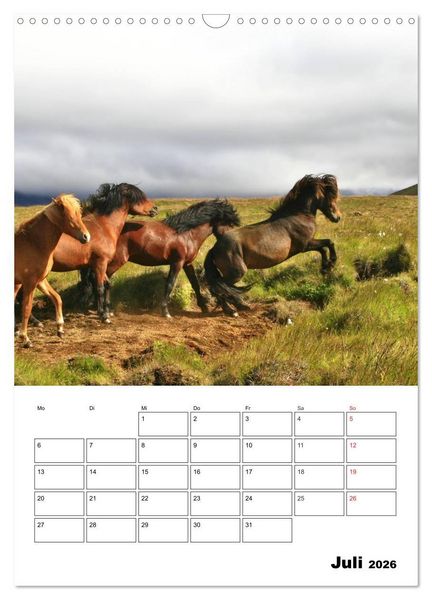 Produktbild: ISLANDPFERDE an der K&uuml;ste von Sn&aelig;fellsnes (Wandkalender 2026 DIN A3 hoch), CALVENDO Monatskalender