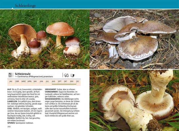 Produktbild: Welcher Pilz ist das?
