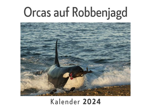 Produktbild: Orcas auf Robbenjagd (Wandkalender 2024, Kalender DIN A4 quer, Monatskalender im Querformat mit Kalendarium, Das perfekte Geschenk)
