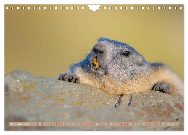 Produktbild: Alpenmurmeltiere in freier Wildbahn (Wandkalender 2026 DIN A4 quer), CALVENDO Monatskalender