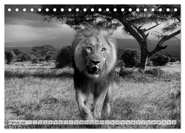Produktbild: Wilde Tiere in schwarz-wei&szlig; (Tischkalender 2026 DIN A5 quer), CALVENDO Monatskalender
