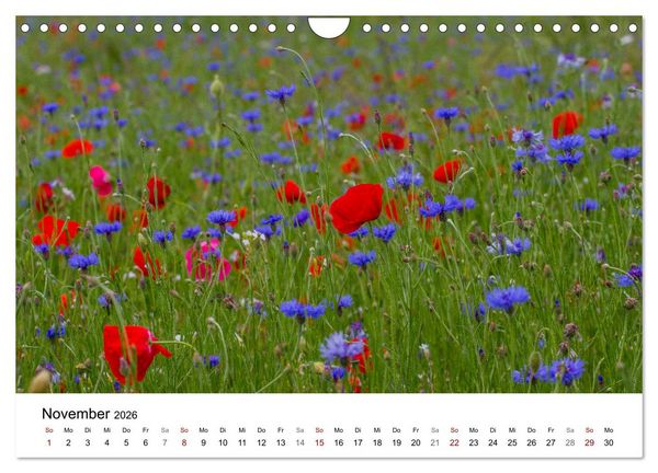 Produktbild: Klosterinsel Reichenau - UNESCO-Welterbe am Bodensee (Wandkalender 2026 DIN A4 quer), CALVENDO Monatskalender