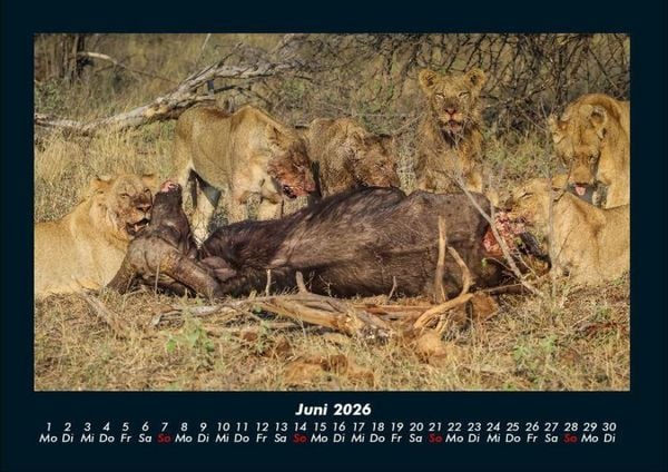 Produktbild: Welt der Tiere 2026 Fotokalender DIN A4