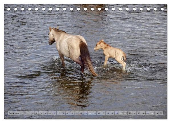 Produktbild: Pferde und Reiter der Mongolei (Tischkalender 2026 DIN A5 quer), CALVENDO Monatskalender