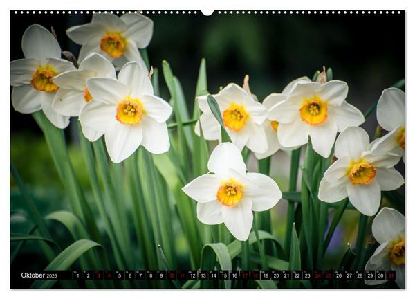 Produktbild: Fr&uuml;hlingsbl&uuml;her - Farbenpracht nach dem Winter (Wandkalender 2026 DIN A2 quer), CALVENDO Monatskalender