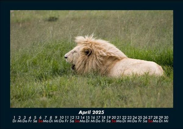 Produktbild: L&ouml;wen in der Wildnis 2025 Fotokalender DIN A5