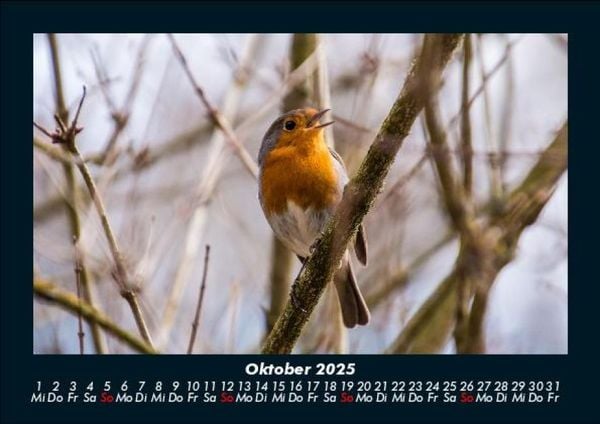 Produktbild: Vögel 2025 Fotokalender DIN A5