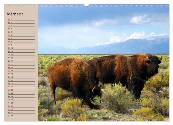 Produktbild: B&uuml;ffel. Wisent und Bison (Wandkalender 2026 DIN A2 quer), CALVENDO Monatskalender