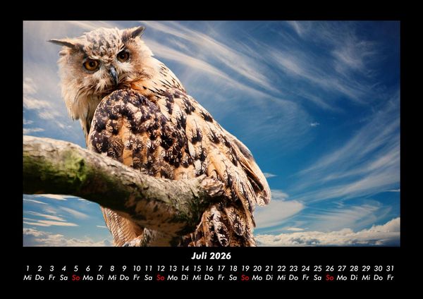 Produktbild: V&ouml;gel 2026 Fotokalender DIN A3