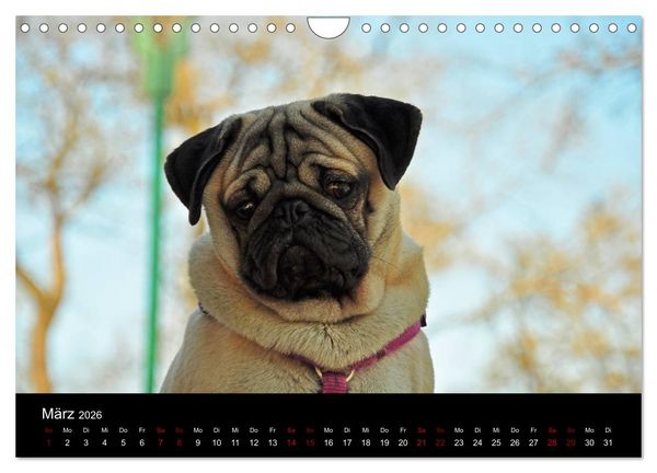 Produktbild: Alles Mops-Kalender 2026 (Wandkalender 2026 DIN A4 quer), CALVENDO Monatskalender