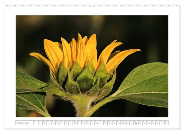 Produktbild: Sonnentage 2027 (hochwertiger Premium Wandkalender 2027 DIN A2 quer), Kunstdruck in Hochglanz