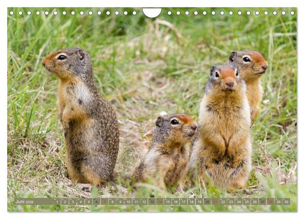 Produktbild: B&auml;r, Wolf und Co - Tiere Nordamerikas (Wandkalender 2026 DIN A4 quer), CALVENDO Monatskalender