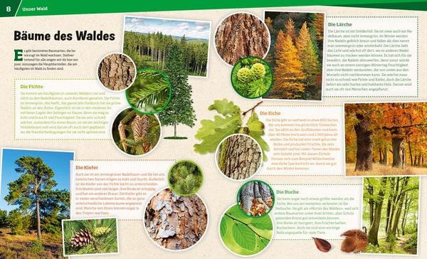 Produktbild: WAS IST WAS Band 134 Wald. Mehr als nur Bäume