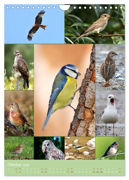 Produktbild: Alles f&uuml;r die V&ouml;gel (Wandkalender 2026 DIN A4 hoch), CALVENDO Monatskalender