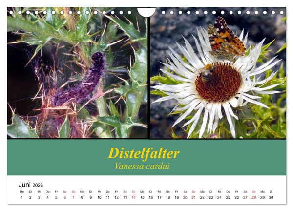 Produktbild: Zwei Leben, Raupe und Schmetterling (Wandkalender 2026 DIN A4 quer), CALVENDO Monatskalender