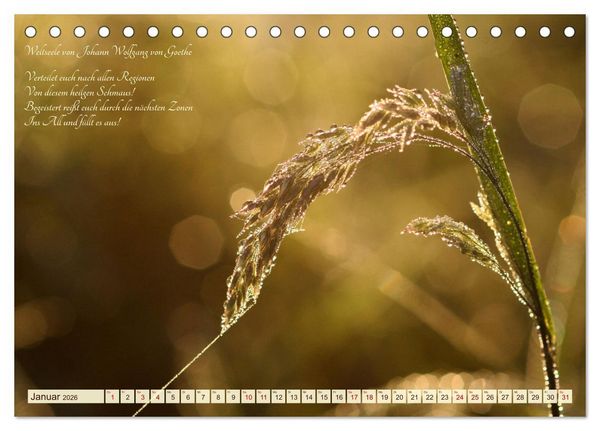Produktbild: Sommergr&auml;ser (Tischkalender 2026 DIN A5 quer), CALVENDO Monatskalender