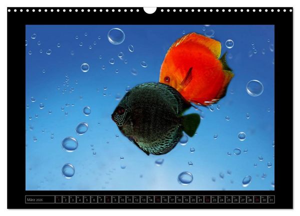 Produktbild: Kalendarische Unterwasserwelt (Wandkalender 2026 DIN A3 quer), CALVENDO Monatskalender