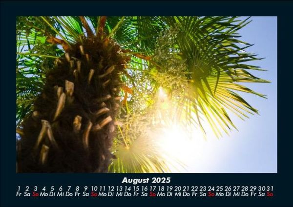 Produktbild: Palmen 2025 Fotokalender DIN A5