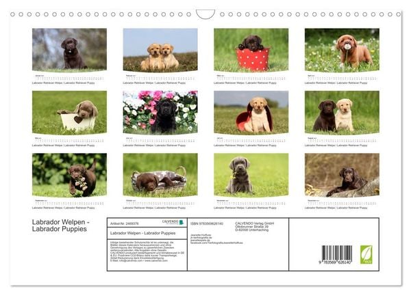 Produktbild: Labrador Welpen - Labrador Puppies (Wandkalender 2027 DIN A3 quer), CALVENDO Monatskalender