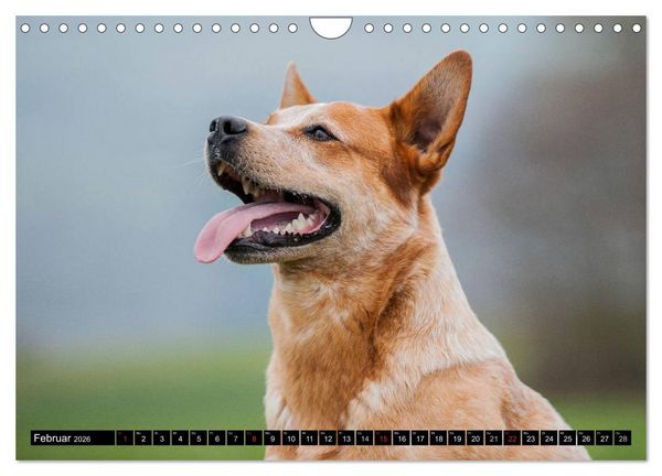 Produktbild: Power auf 4 Pfoten. Australian Cattle Dog (Wandkalender 2026 DIN A4 quer), CALVENDO Monatskalender