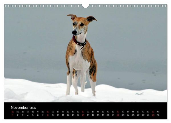 Produktbild: Whippet 2026 (Wandkalender 2026 DIN A3 quer), CALVENDO Monatskalender