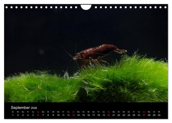 Produktbild: Zwerggarnelen - gepanzerte Juwelen im Aquarium (Wandkalender 2026 DIN A4 quer), CALVENDO Monatskalender