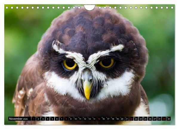 Produktbild: Eulen. Mystische Sch&ouml;nheiten (Wandkalender 2026 DIN A4 quer), CALVENDO Monatskalender