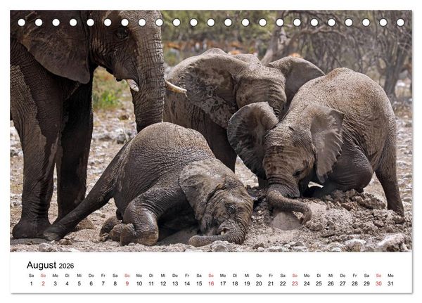 Produktbild: Namibias Elefanten (Tischkalender 2026 DIN A5 quer), CALVENDO Monatskalender