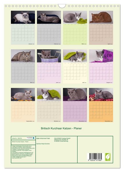 Produktbild: Britisch Kurzhaar Katzen - Planer (Wandkalender 2026 DIN A3 hoch), CALVENDO Monatskalender
