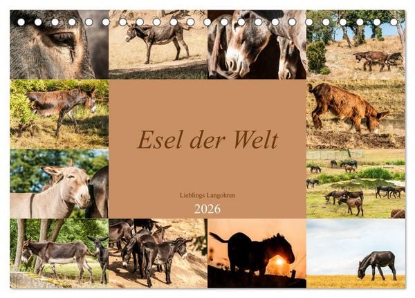 Esel der Welt - Lieblings Langohren (Tischkalender 2026 DIN A5 quer), CALVENDO Monatskalender