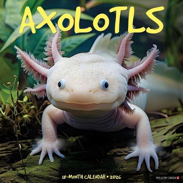 Produktbild: Axolotls 2026 Wall Calendar