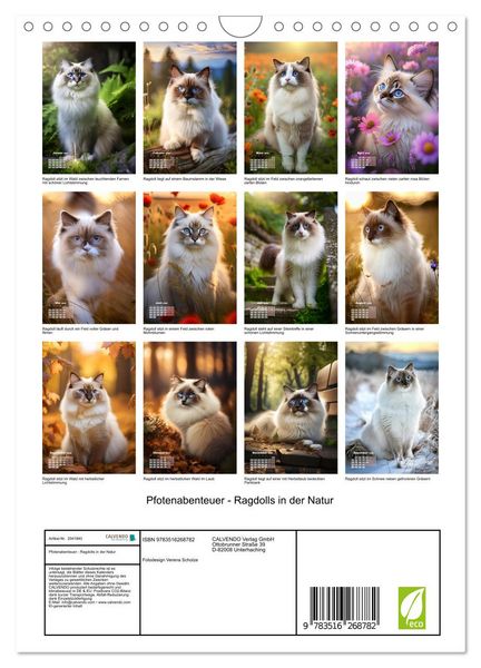 Produktbild: Pfotenabenteuer - Ragdolls in der Natur (Wandkalender 2026 DIN A4 hoch), CALVENDO Monatskalender